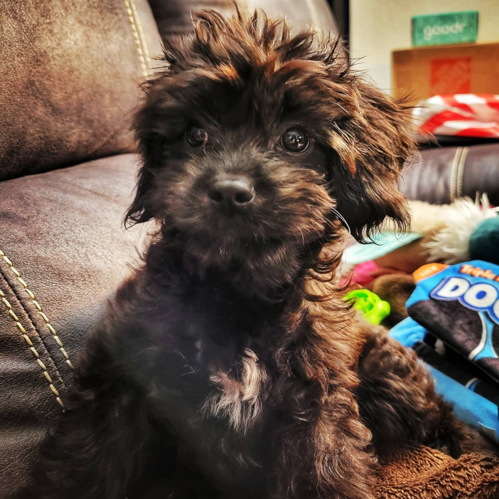 Milwaukie Cavapoo Pup