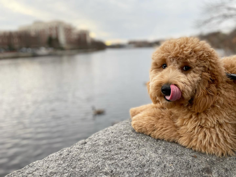 Cute Mini Goldendoodle Pup