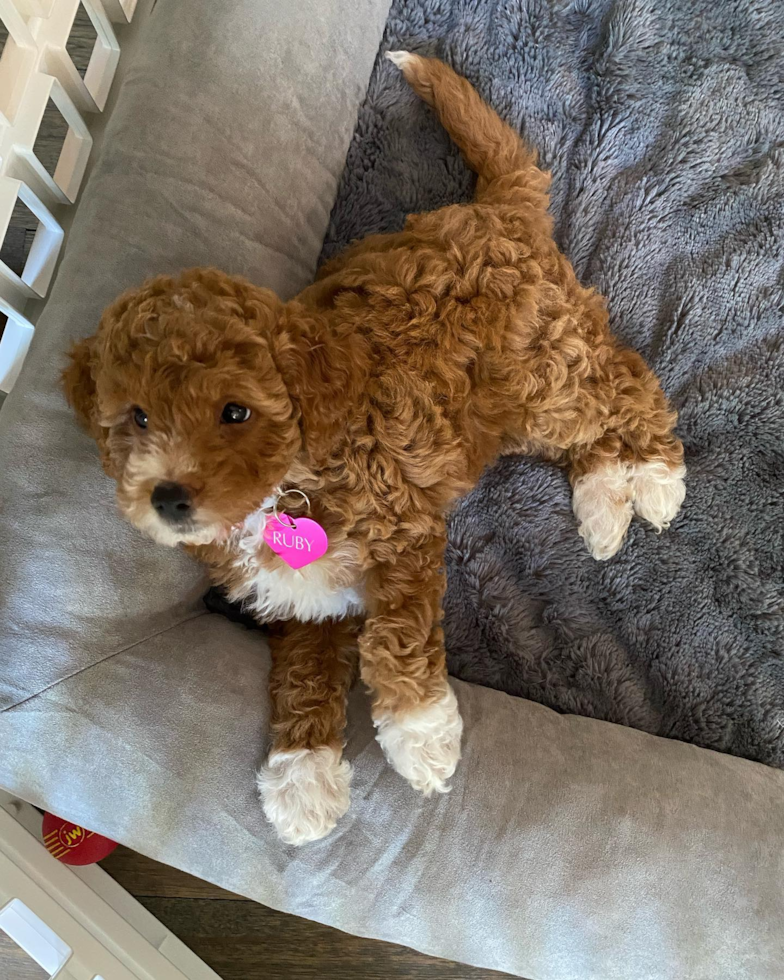 Small Mini Goldendoodle Pup