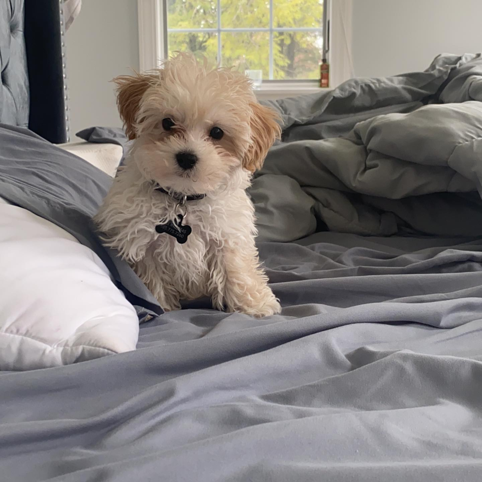 Sweet Maltipoo Pup