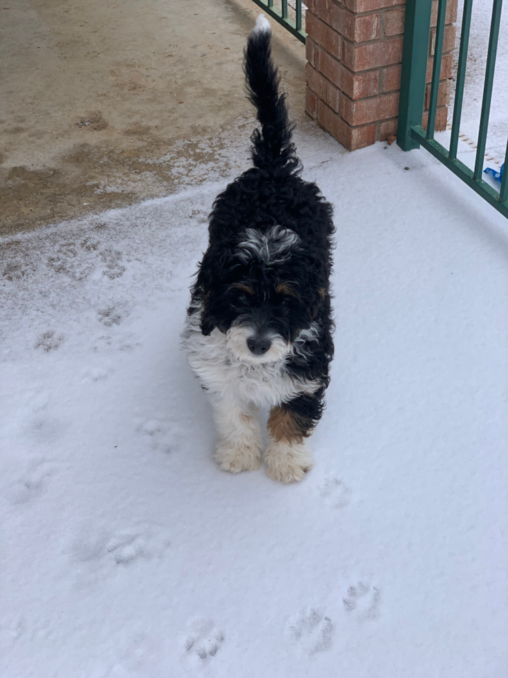 Mini Bernedoodle Pup