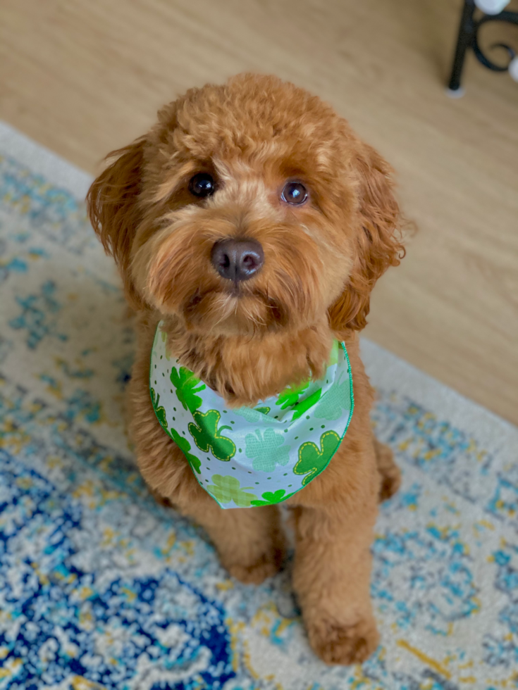 Washington Mini Goldendoodle Pup