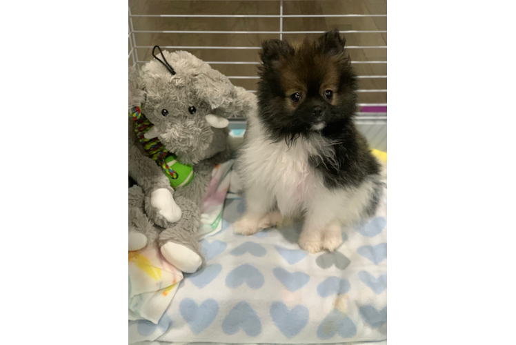 Energetic Pomeranian Purebred Puppy