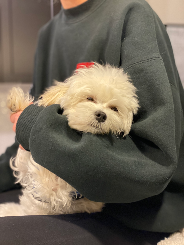 Adorable Maltepoo Poodle Mix Pup