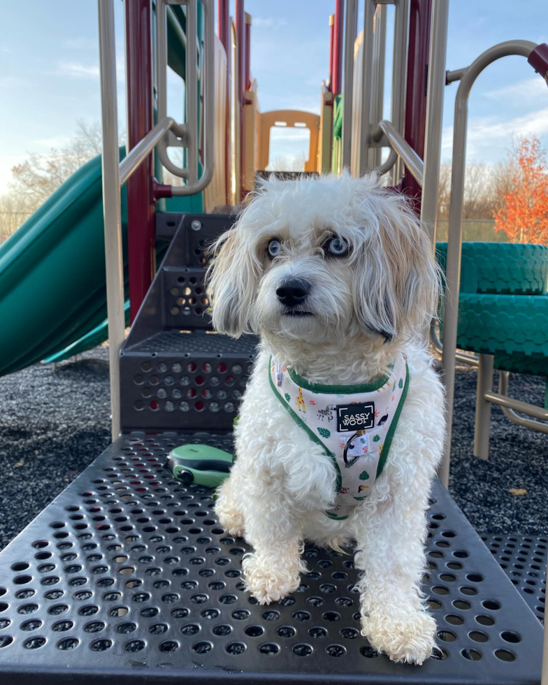 Popular Aussiechon Designer Pup