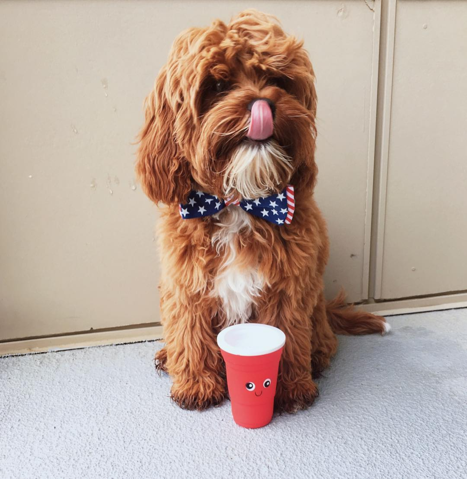 Sweet Cavapoo Pup