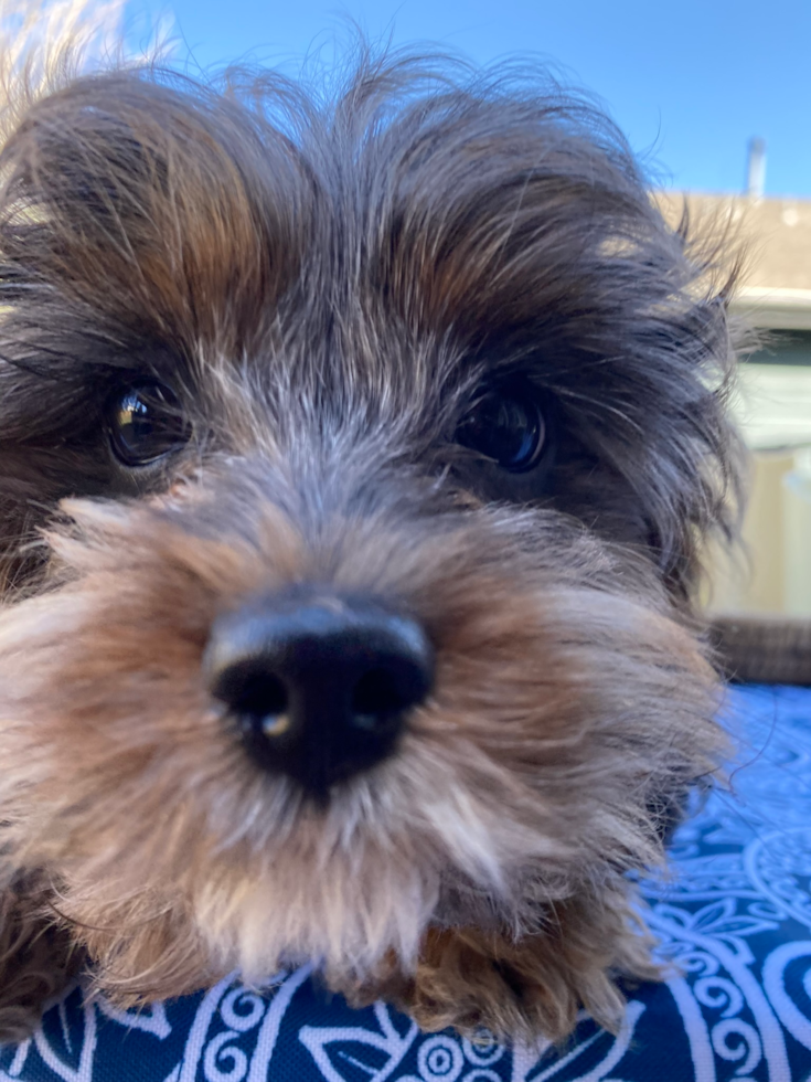 Cute Cavapoo Pup in