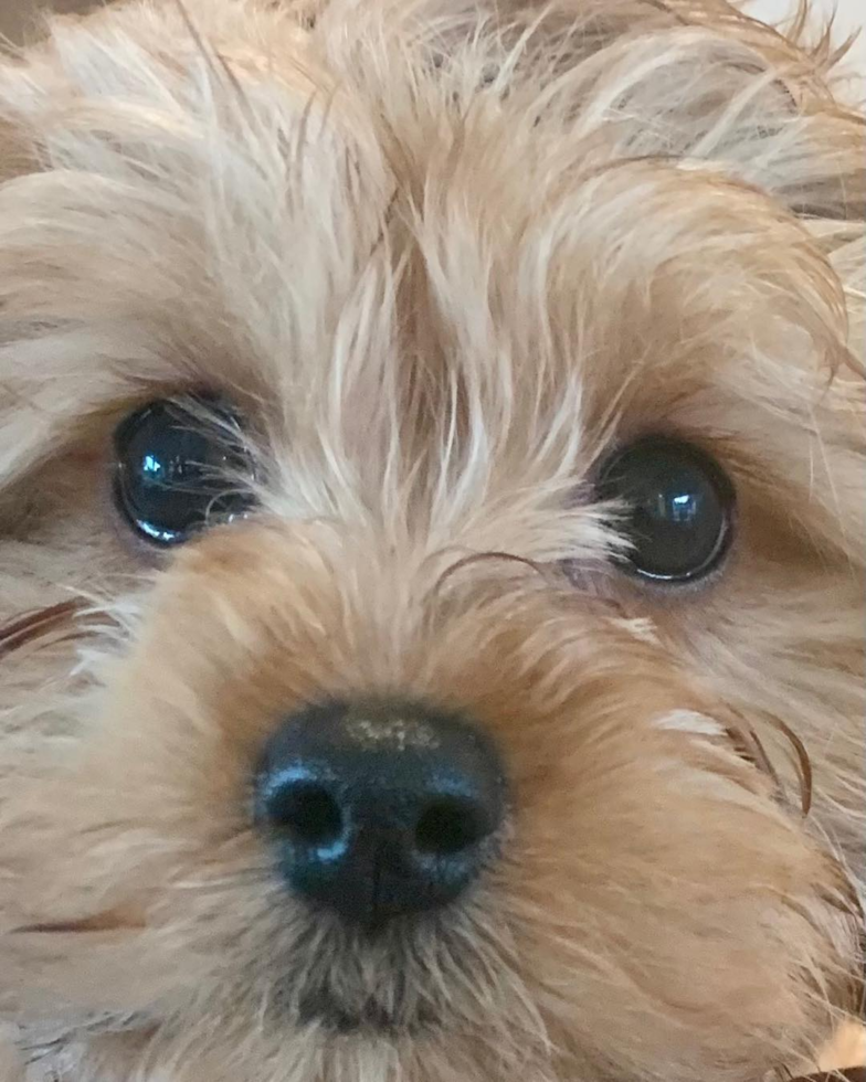 Energetic Cavoodle Poodle Mix Pup