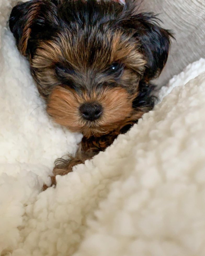 Energetic Yorkie Doodle Poodle Mix Pup