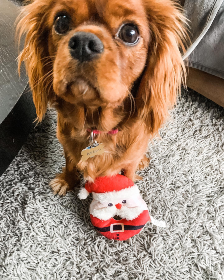 Fort Lee Cavalier King Charles Spaniel Pup