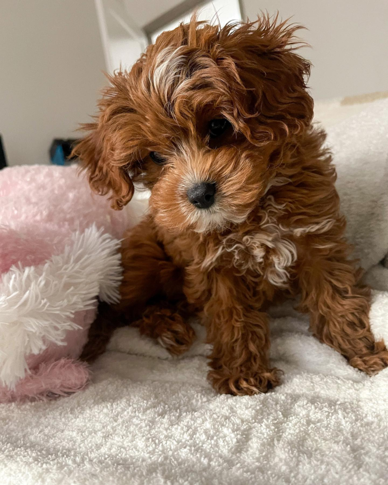 Happy Cavapoo Pup