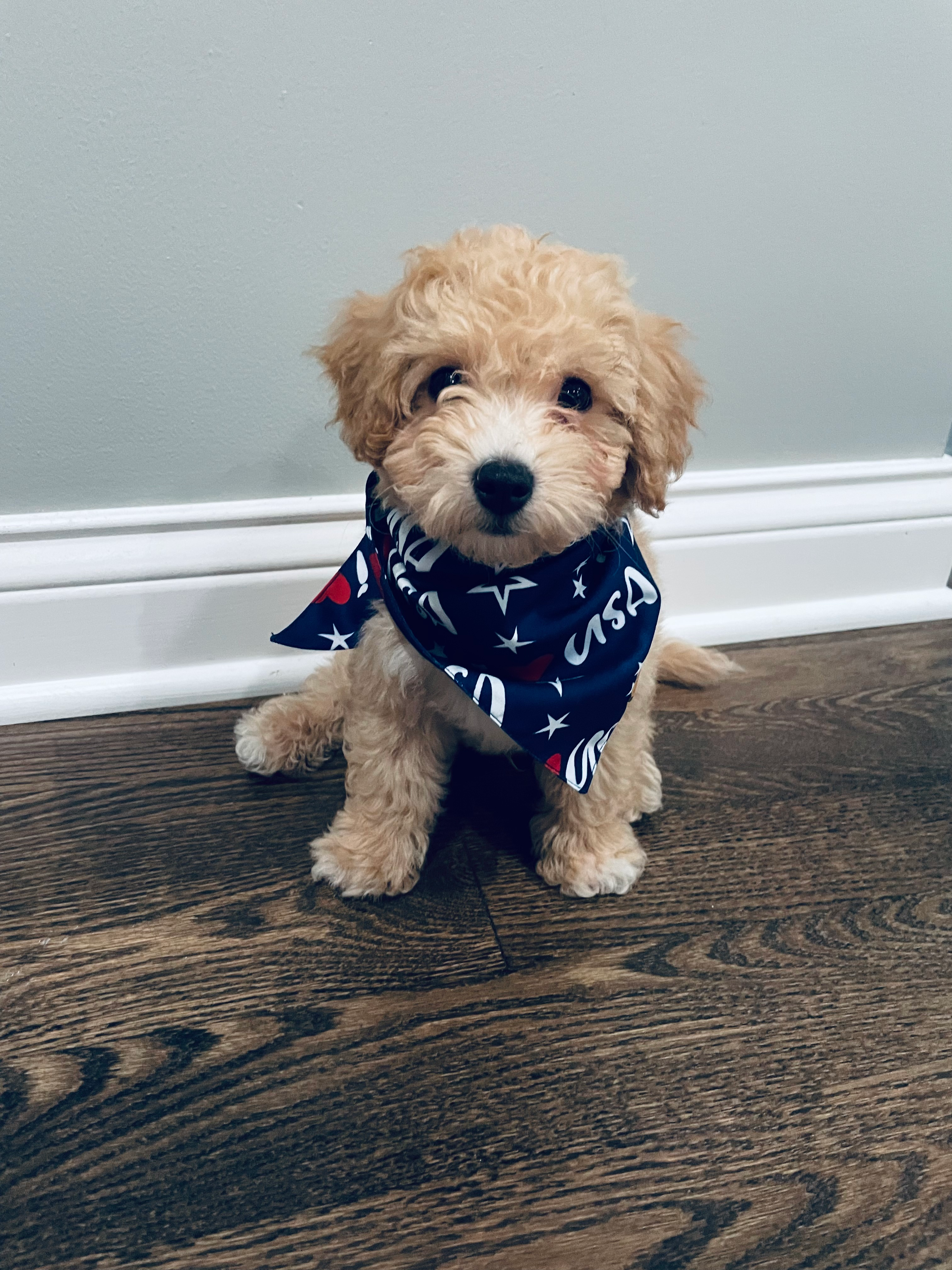 Best Poochon Baby