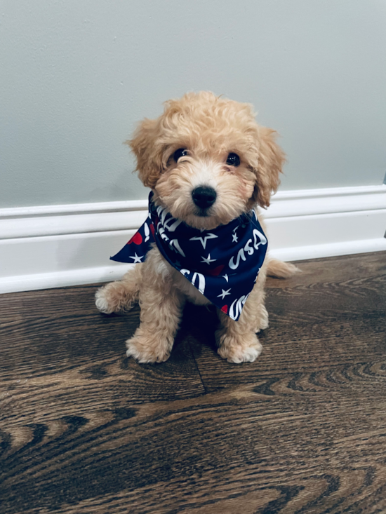 Happy Poochon Pup in Niles IL