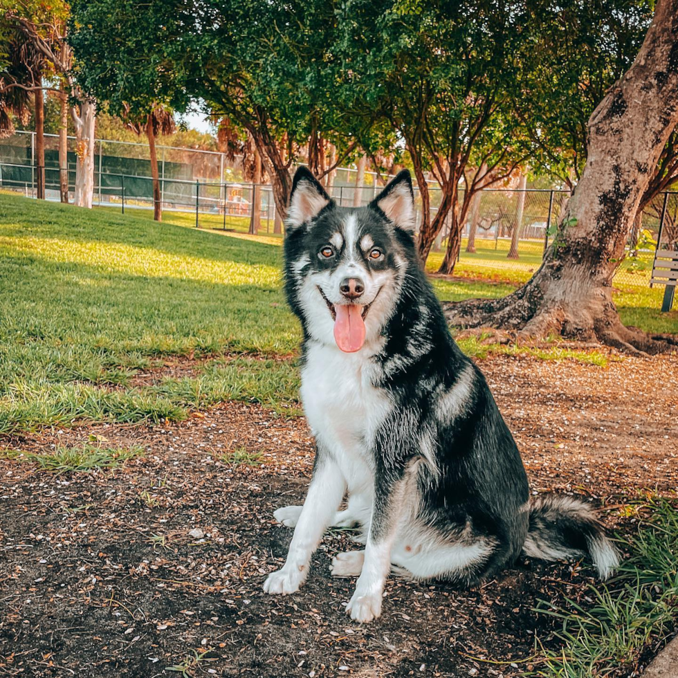 Petite Pomsky Designer Pup