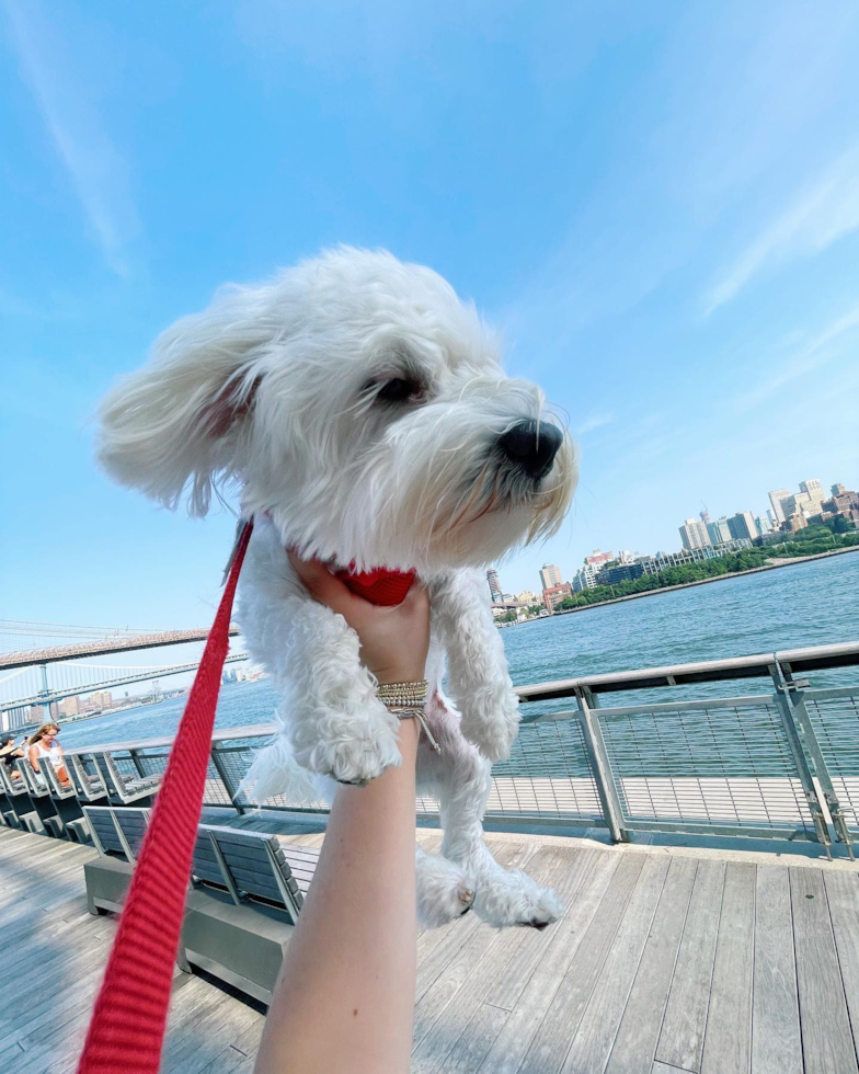 Irvine Maltipoo Pup