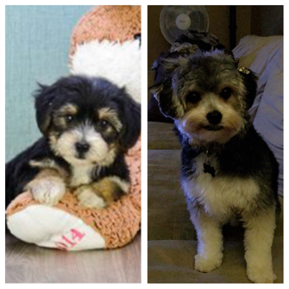 Buffalo Morkie Pup