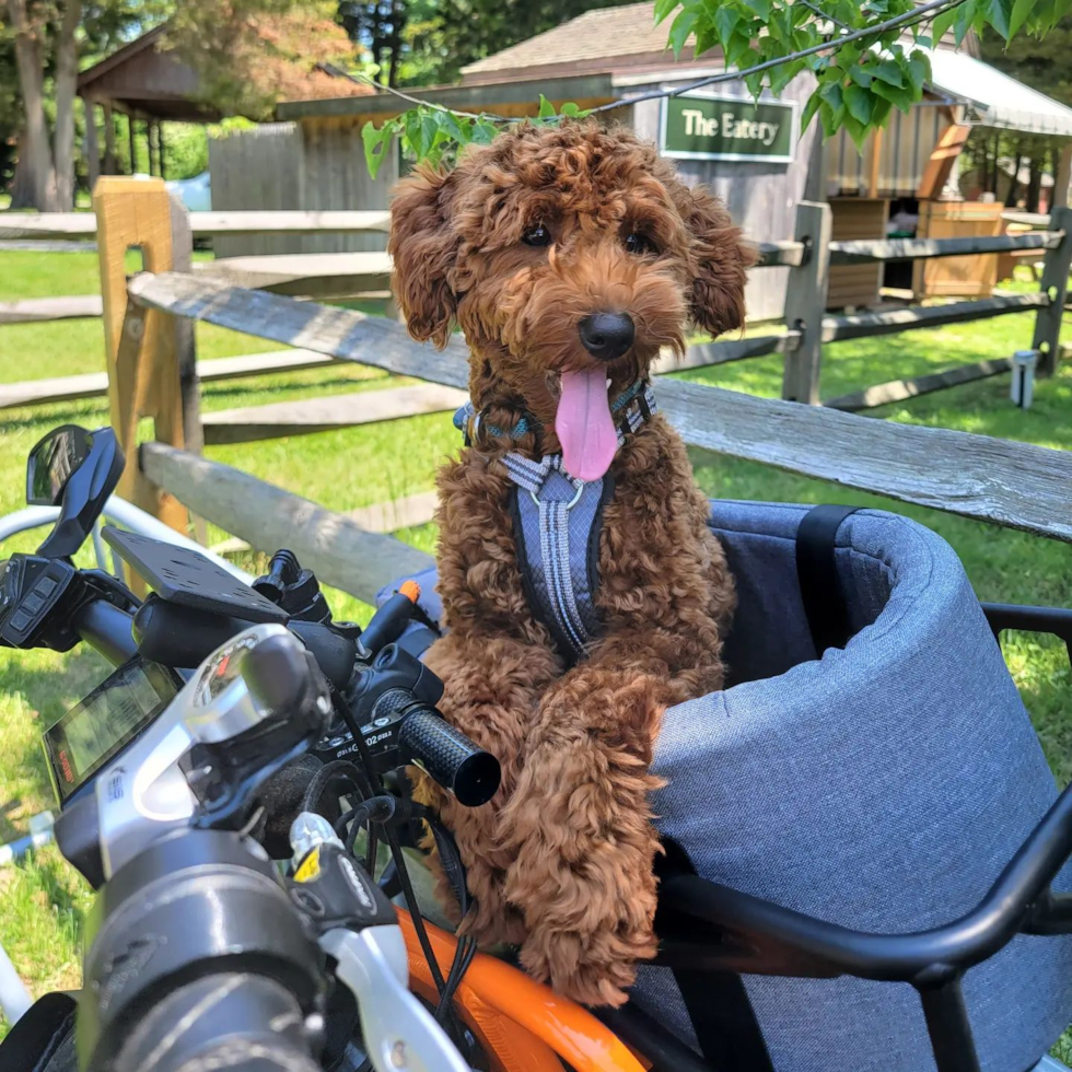 Happy Mini Goldendoodle Pup