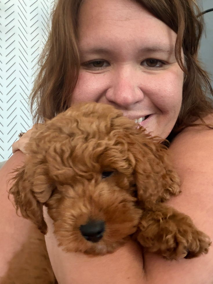 Cute Mini Goldendoodle Pup in