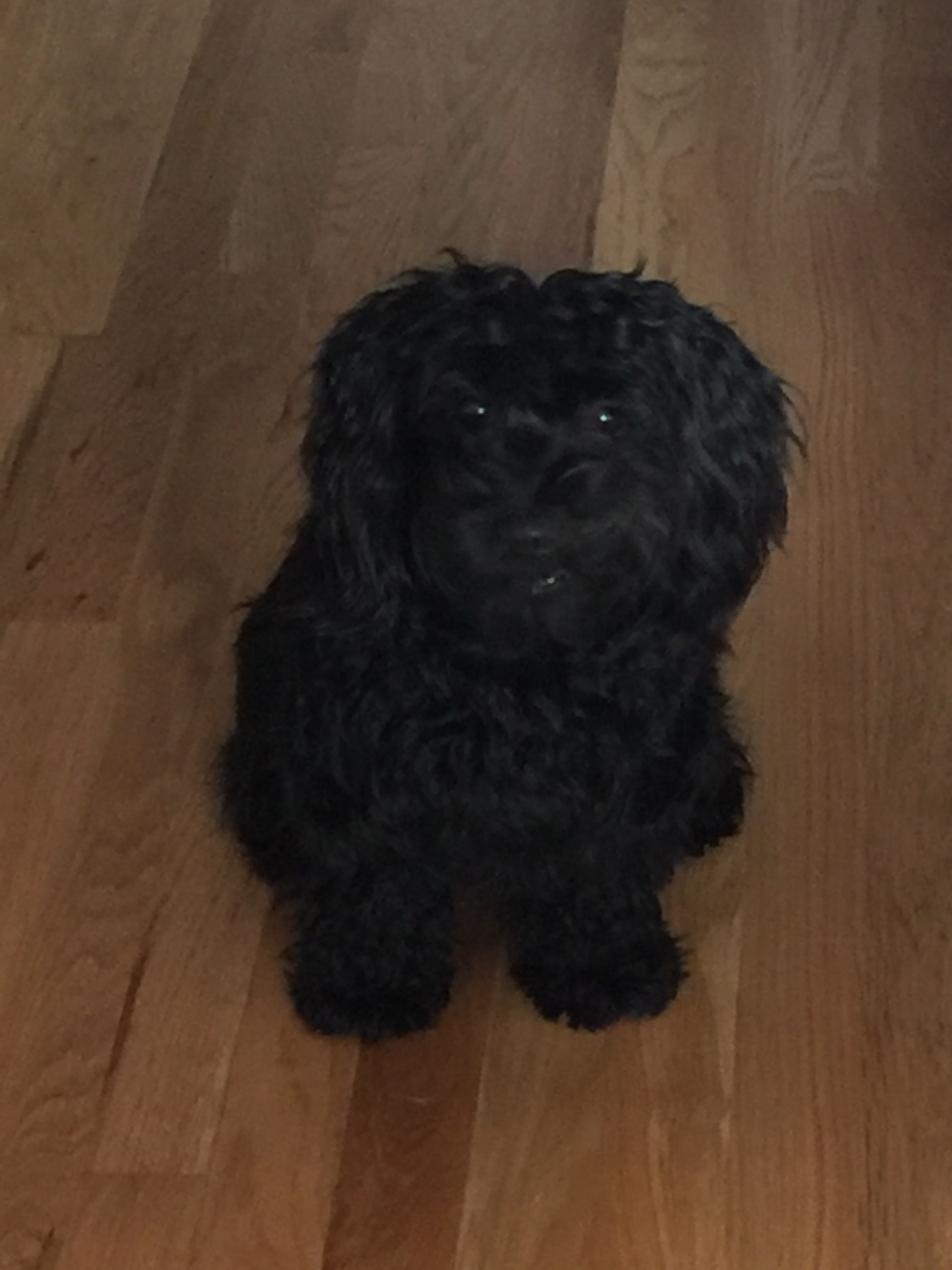 Best Yorkie Poo Baby