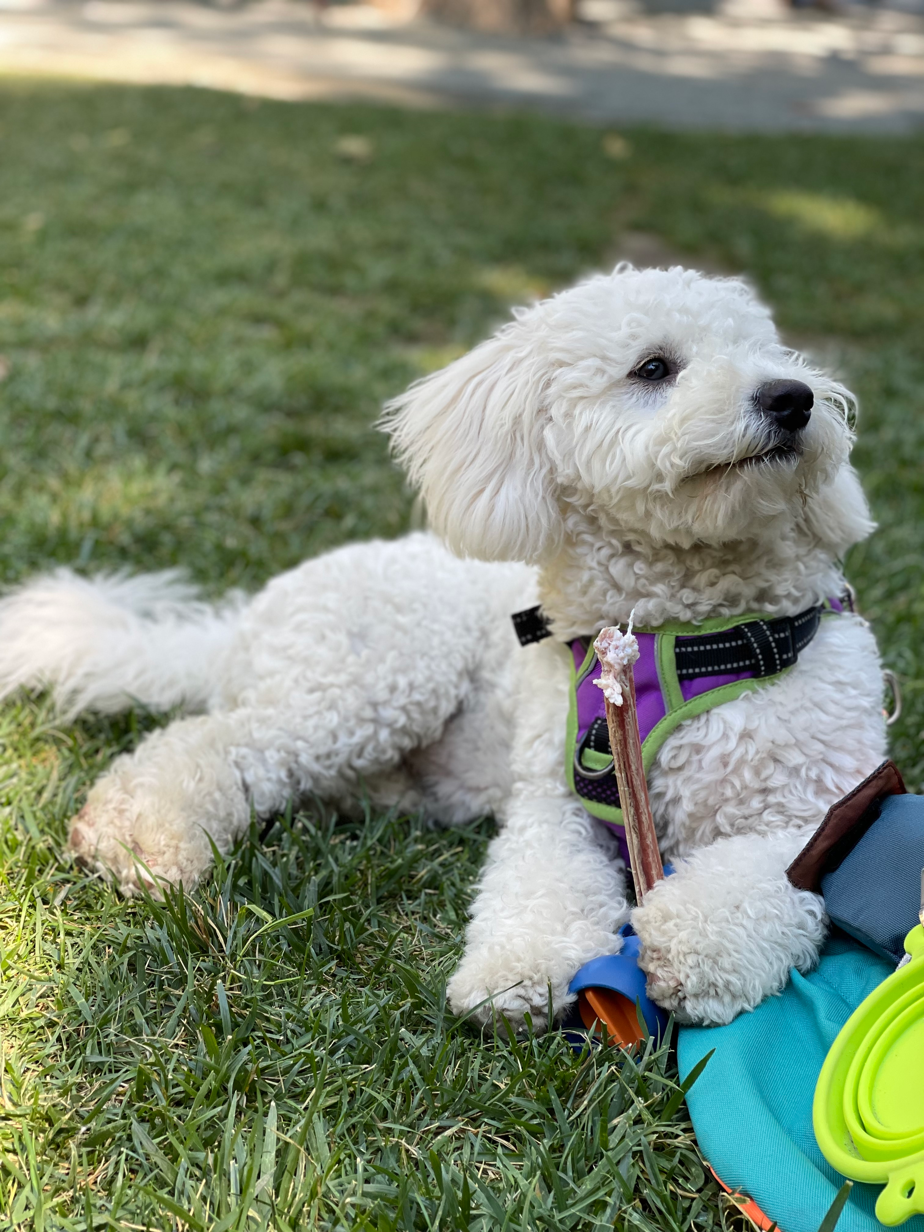 Mini Bernedoodle Pup Being Cute