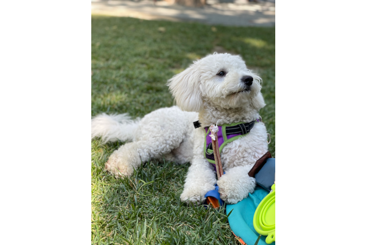 Mini Bernedoodle Pup Being Cute