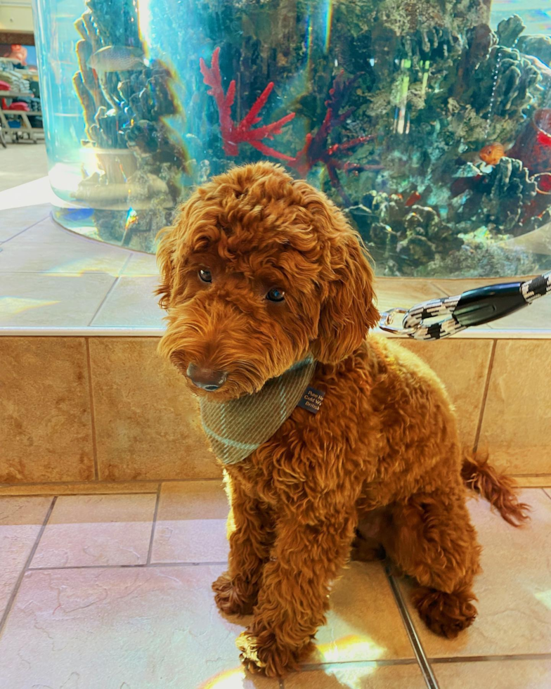 Sparks Mini Goldendoodle Pup