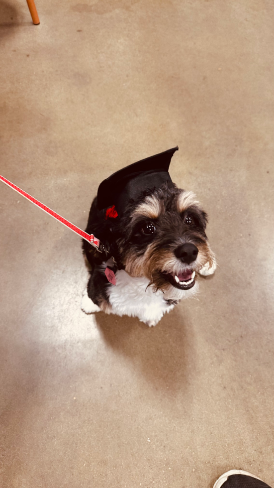 Friendly Mini Aussiedoodle Pup in