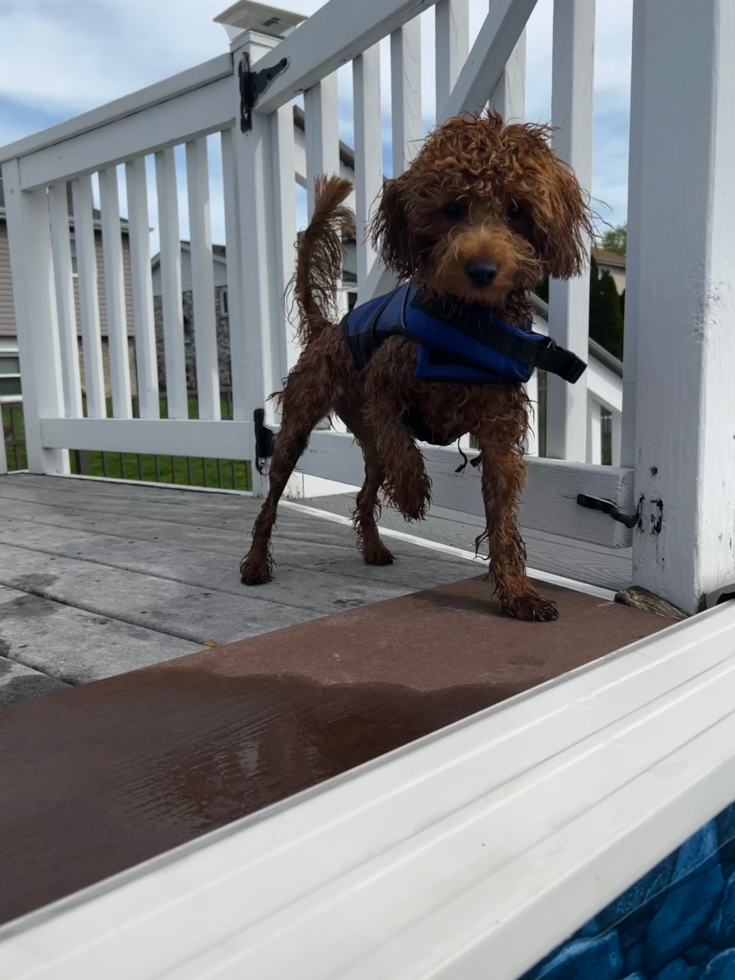 Fluffy Mini Goldendoodle Poodle Mix Pup