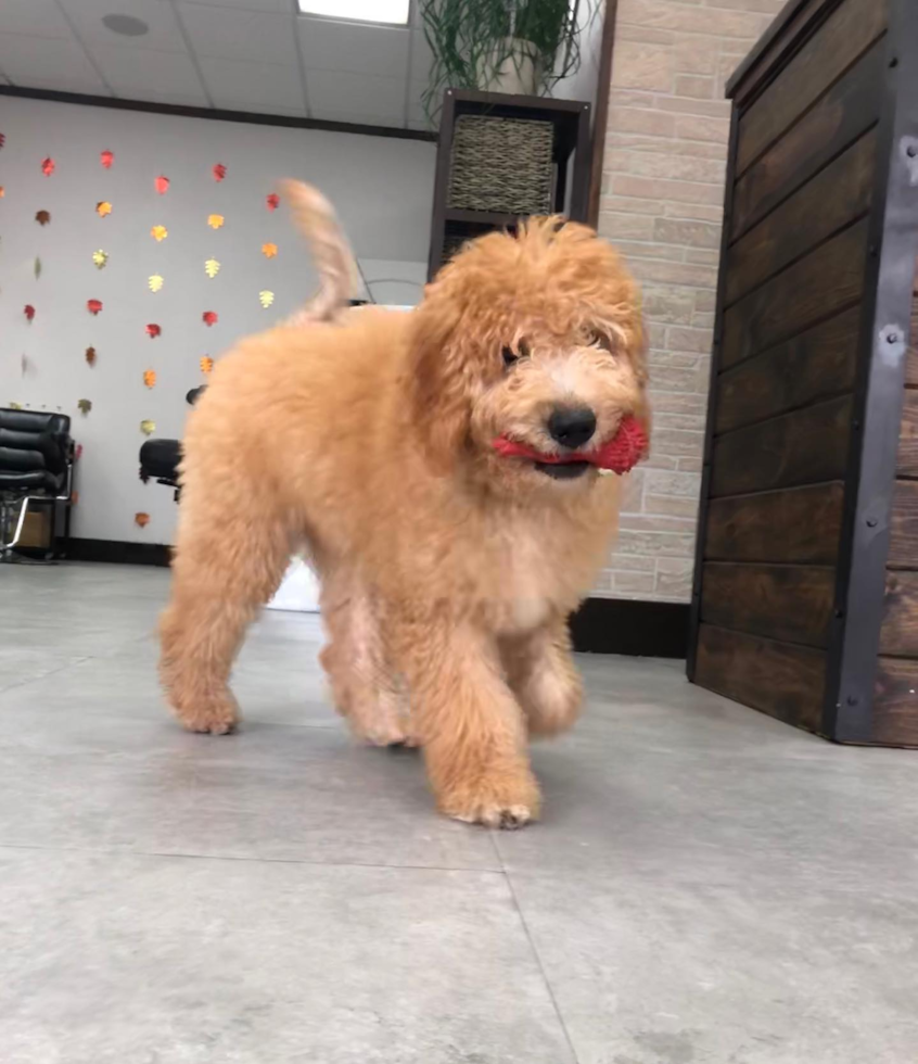 Happy Mini Goldendoodle Pup