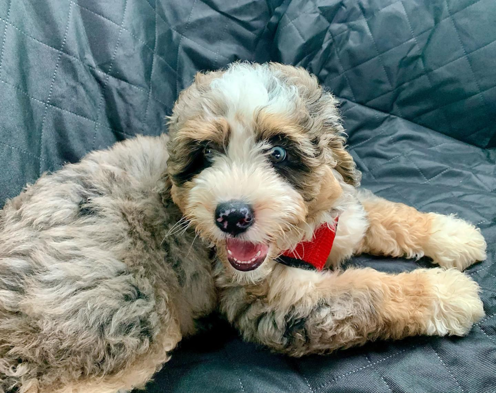 Mini Bernedoodle Being Cute