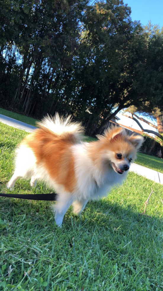 Friendly Pomeranian Pup