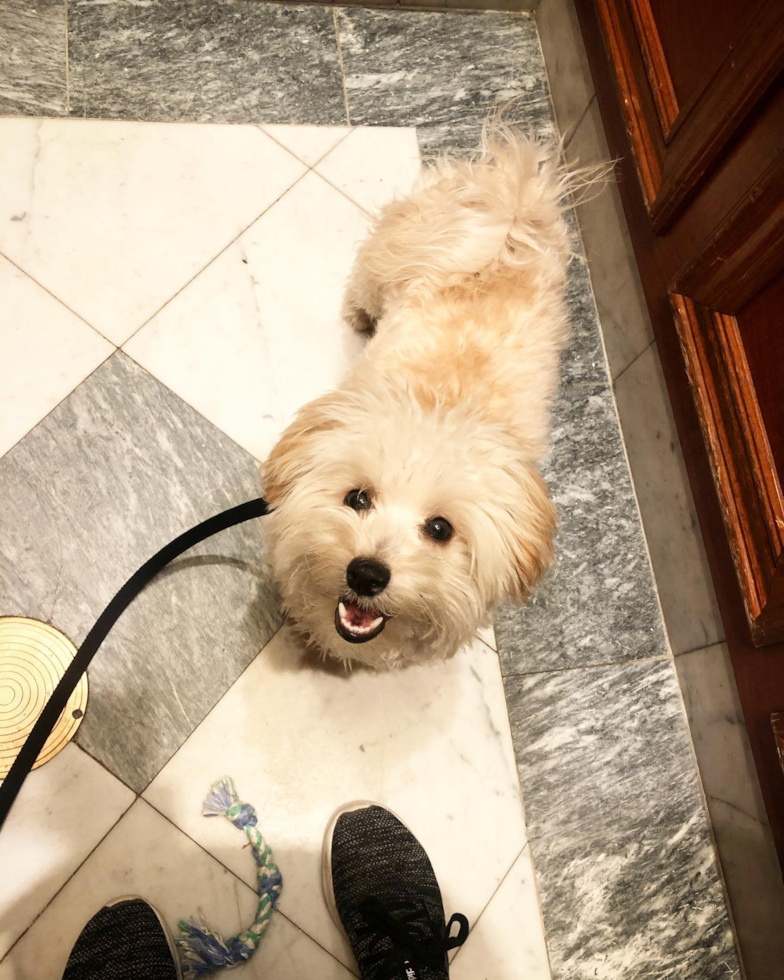 Hypoallergenic Maltepoo Poodle Mix Pup