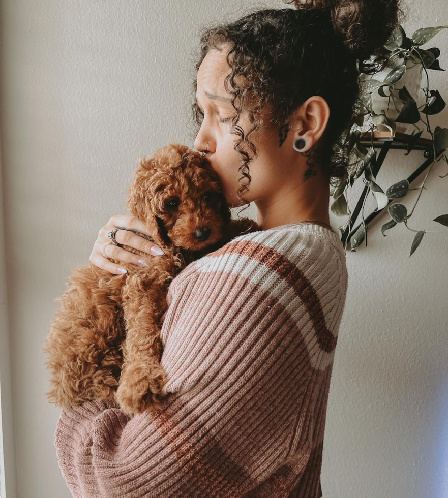 Adorable Cockerpoo Poodle Mix Pup