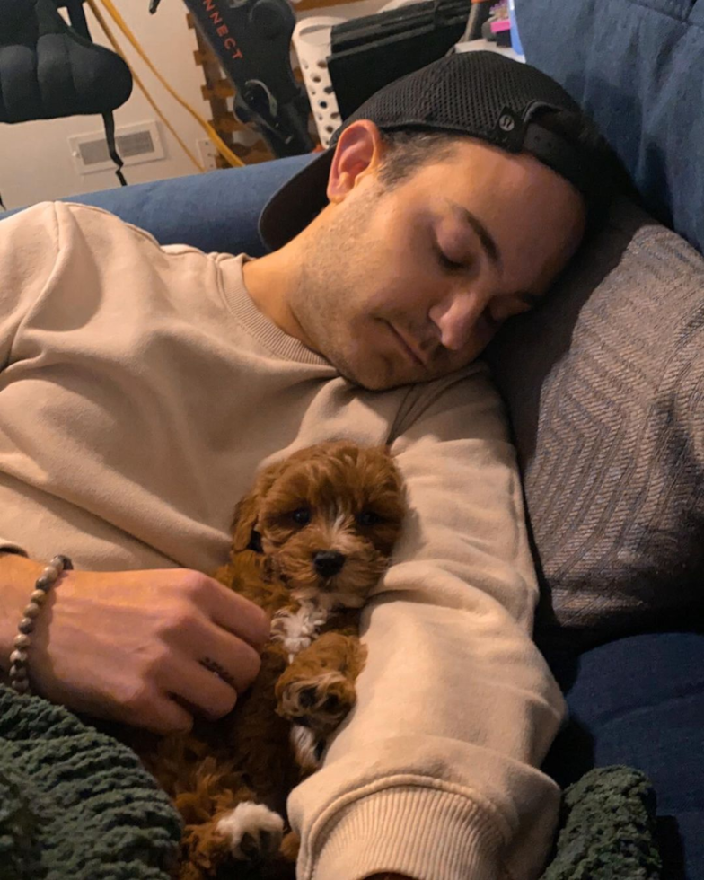 Little Cavoodle Poodle Mix Pup