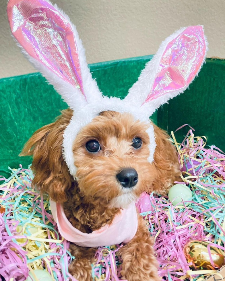 Energetic Cavoodle Poodle Mix Pup