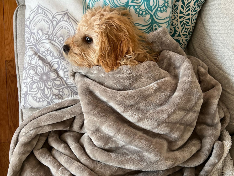 Sweet Cavapoo Pup in Laurel MD