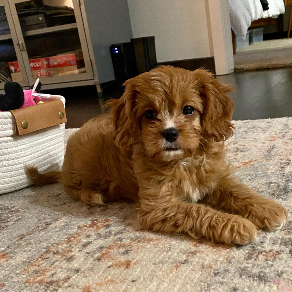 Cute Cavapoo Pup in West Hollywood CA