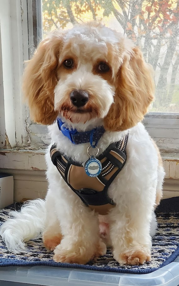 Popular Cockapoo Poodle Mix Pup