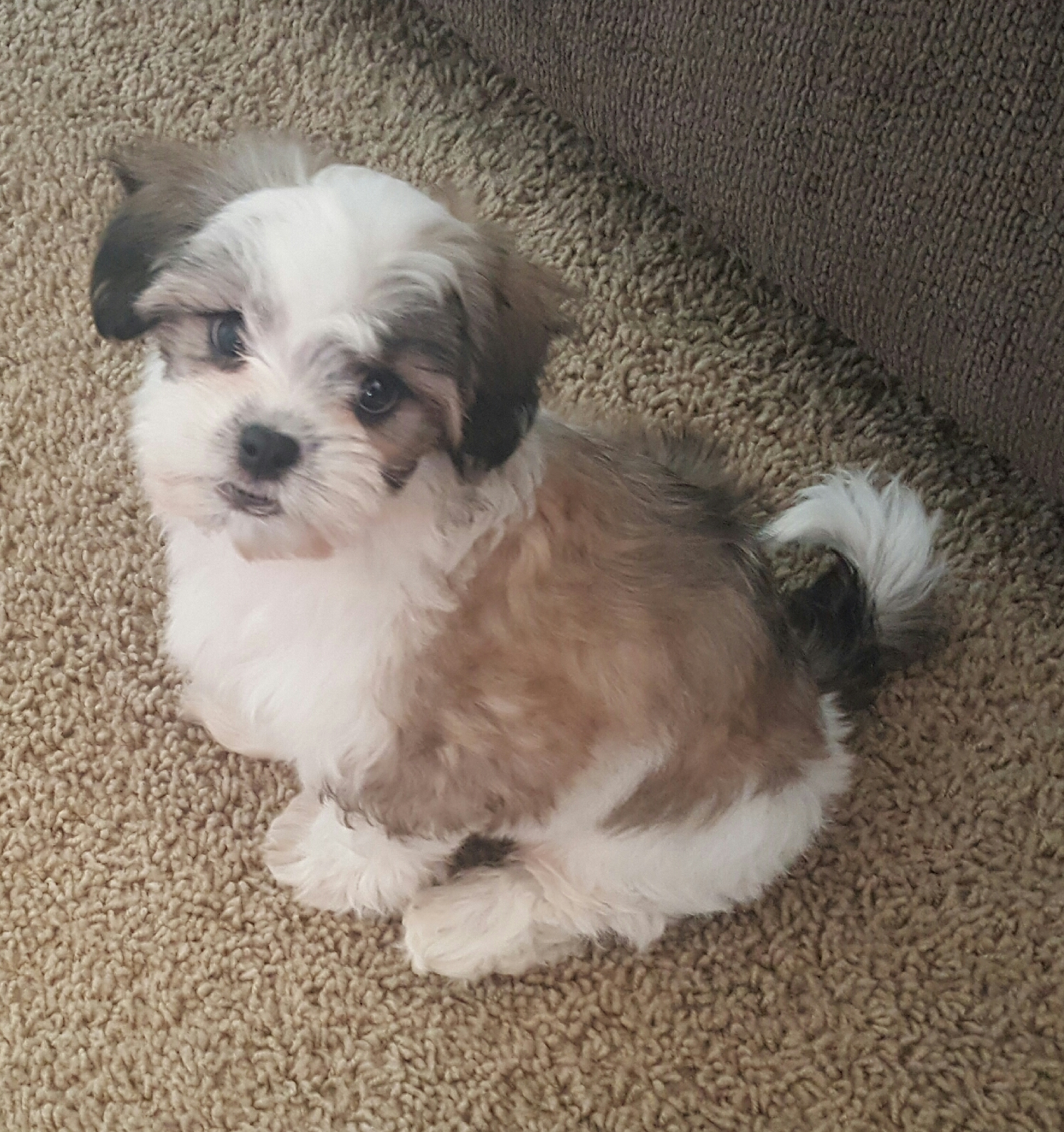 Energetic Shitzu Designer Puppy
