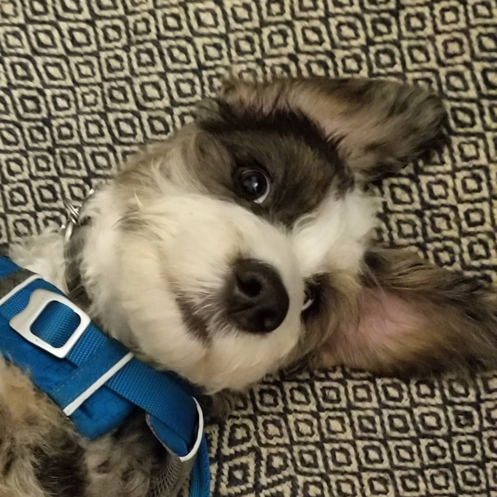 Cute Mini Bernedoodle Pup