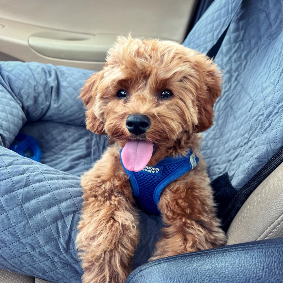 Happy Cavapoo Pup