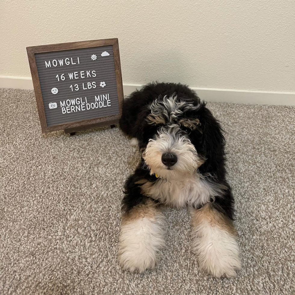 Playful Bernadoodle Poodle Mix Pup