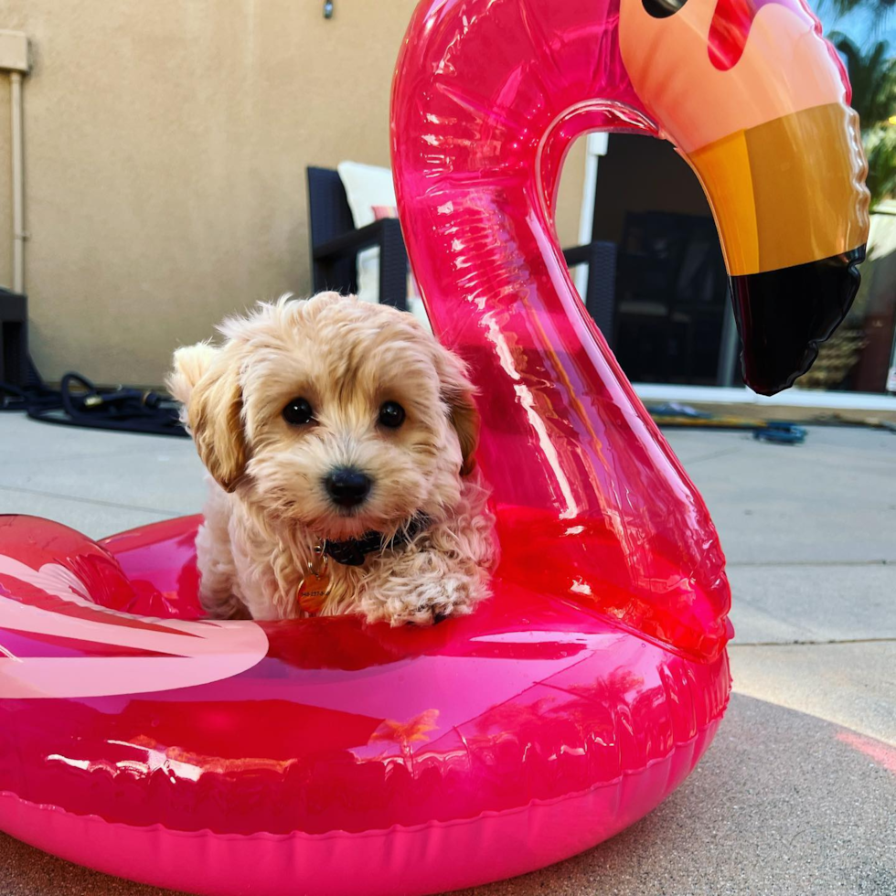 Sweet Maltipoo Pup in Irvine CA