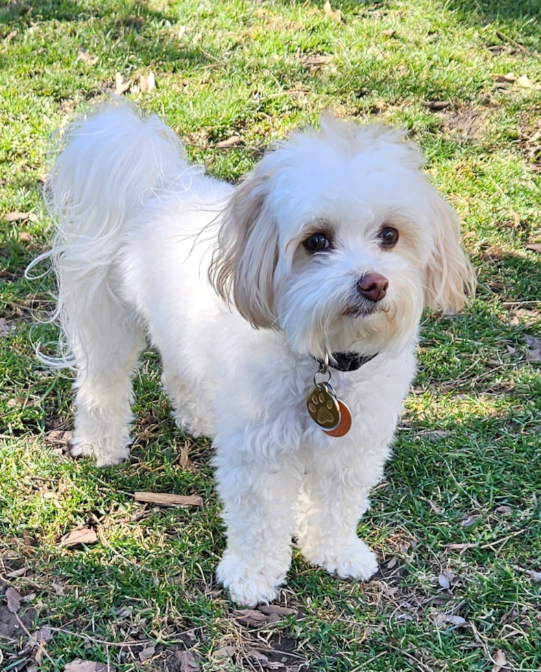 Maltipoo Being Cute