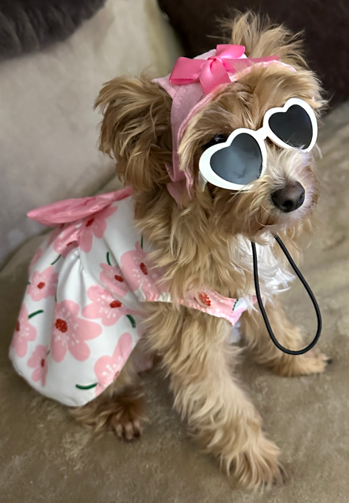Maltipoo Being Cute