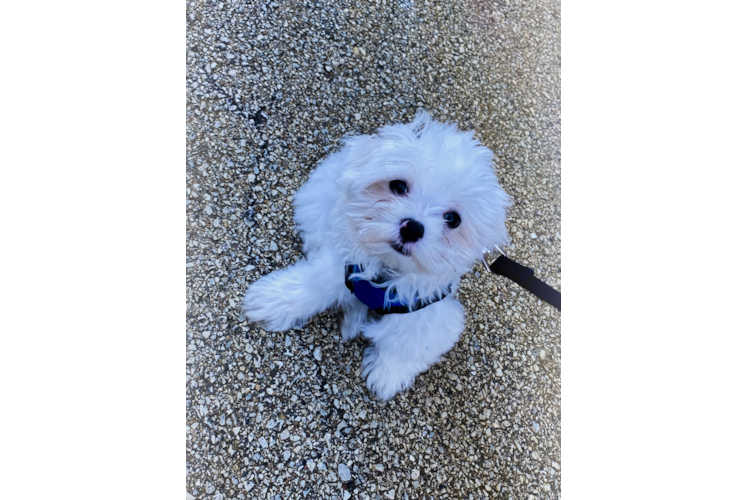 Best Maltese Baby