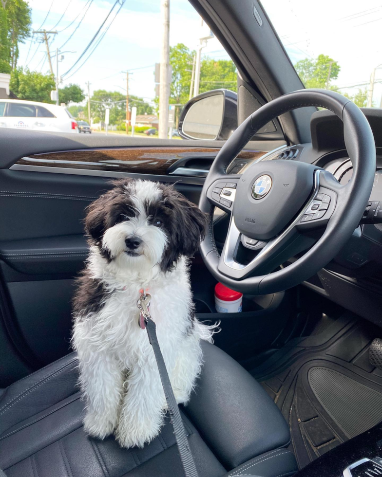 New York Havanese Pup