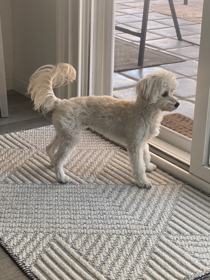 Hypoallergenic Maltese Poodle Poodle Mix Pup