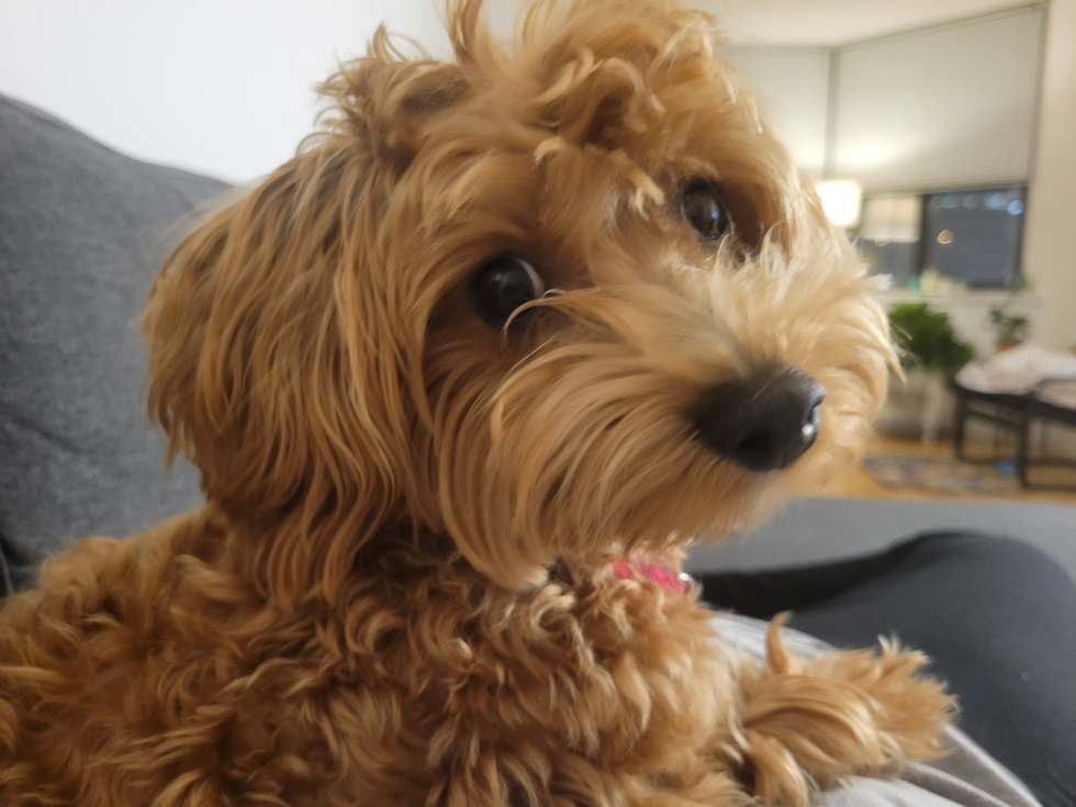 Maltipoo Pup