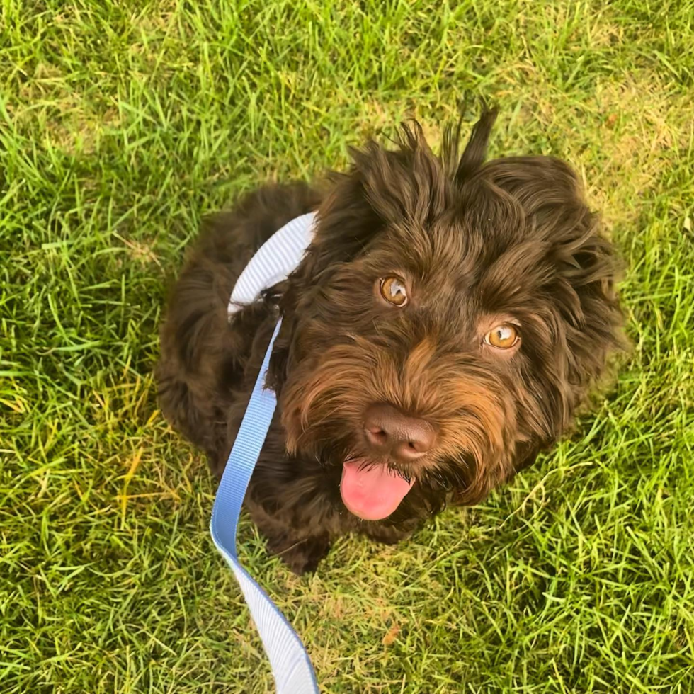 Happy Mini Goldendoodle Pup